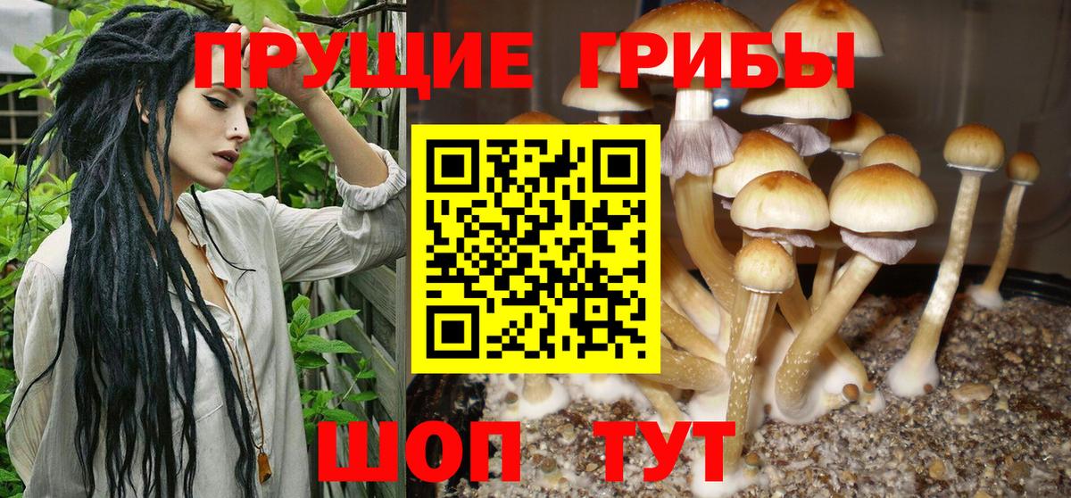 Псилоцибиновые грибы Cubensis  Галлюциногенные грибы MAGIC MUSHROOMS  Зерноград  Вход с VPN 